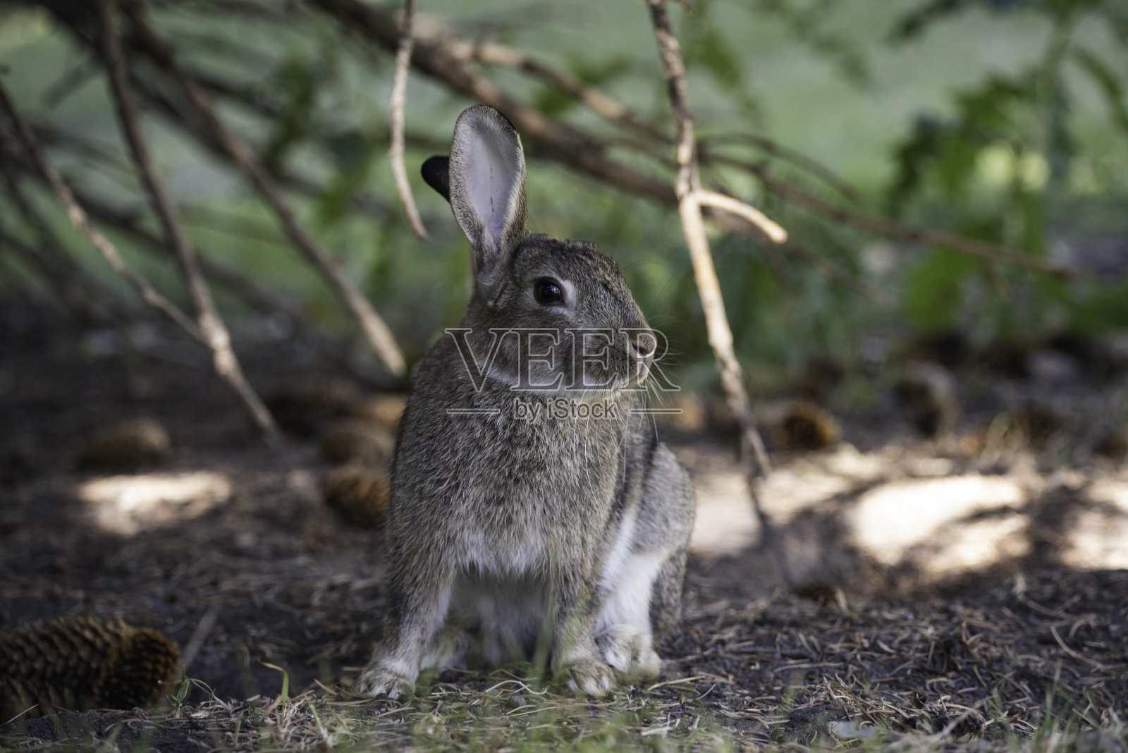 棉尾兔兔照片摄影图片