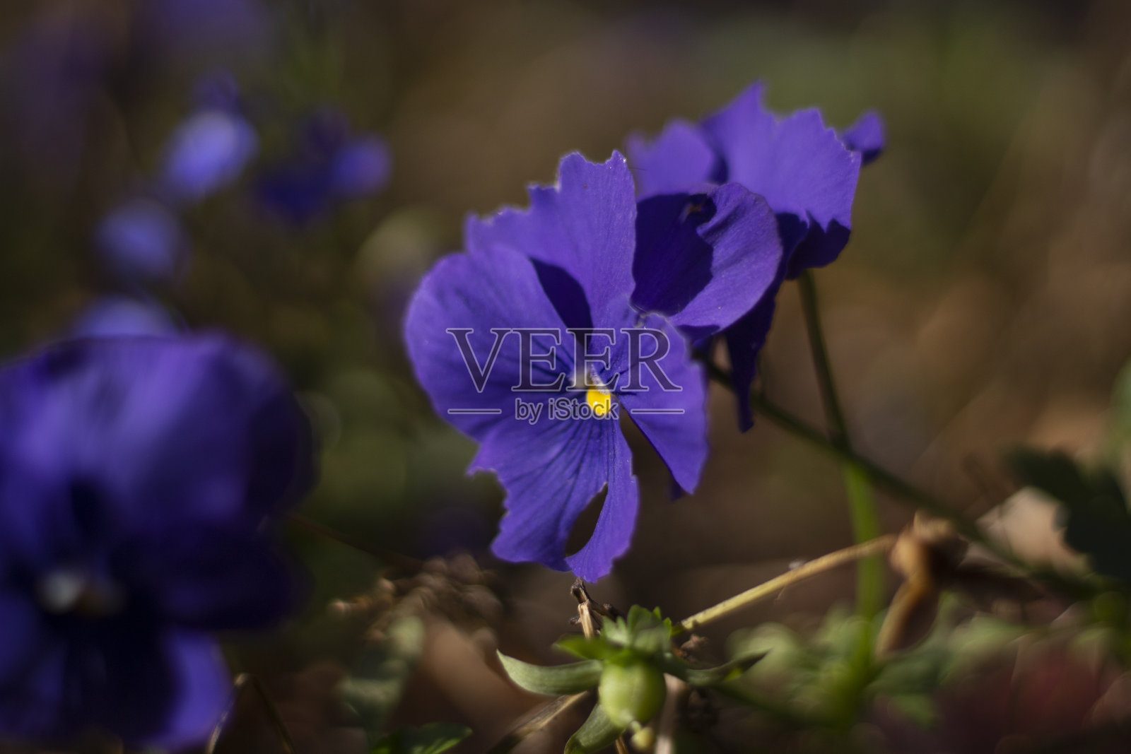 紫色的花。园林植物。花坛里的花。照片摄影图片