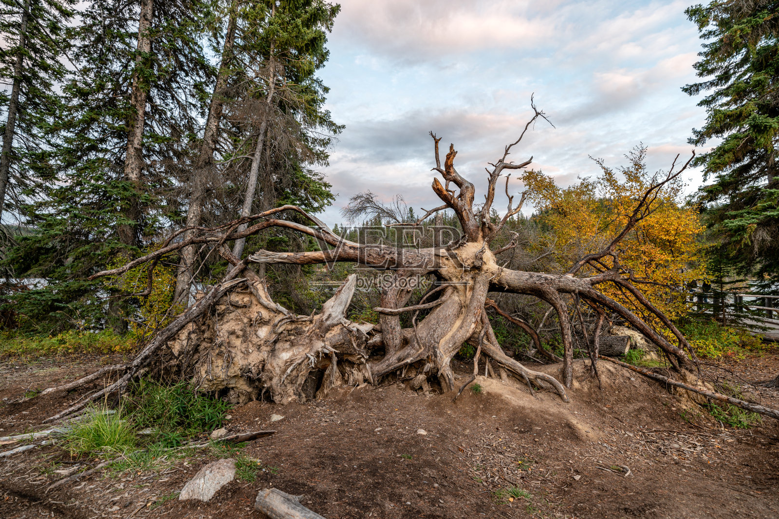 一棵因暴风雨而枯死的大树被连根拔起照片摄影图片