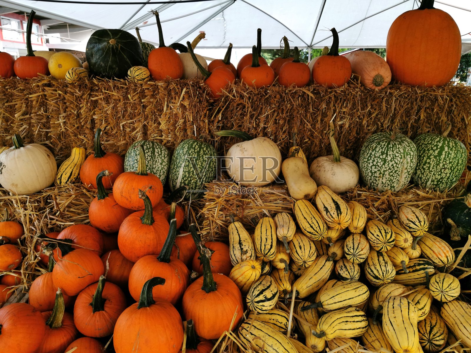万圣节南瓜和南瓜在干草上照片摄影图片