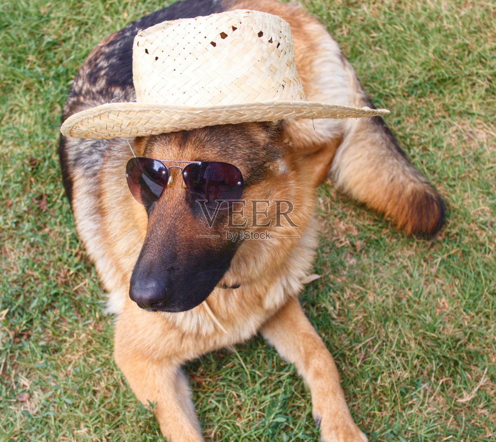 戴眼镜和帽子的德国牧羊犬照片摄影图片