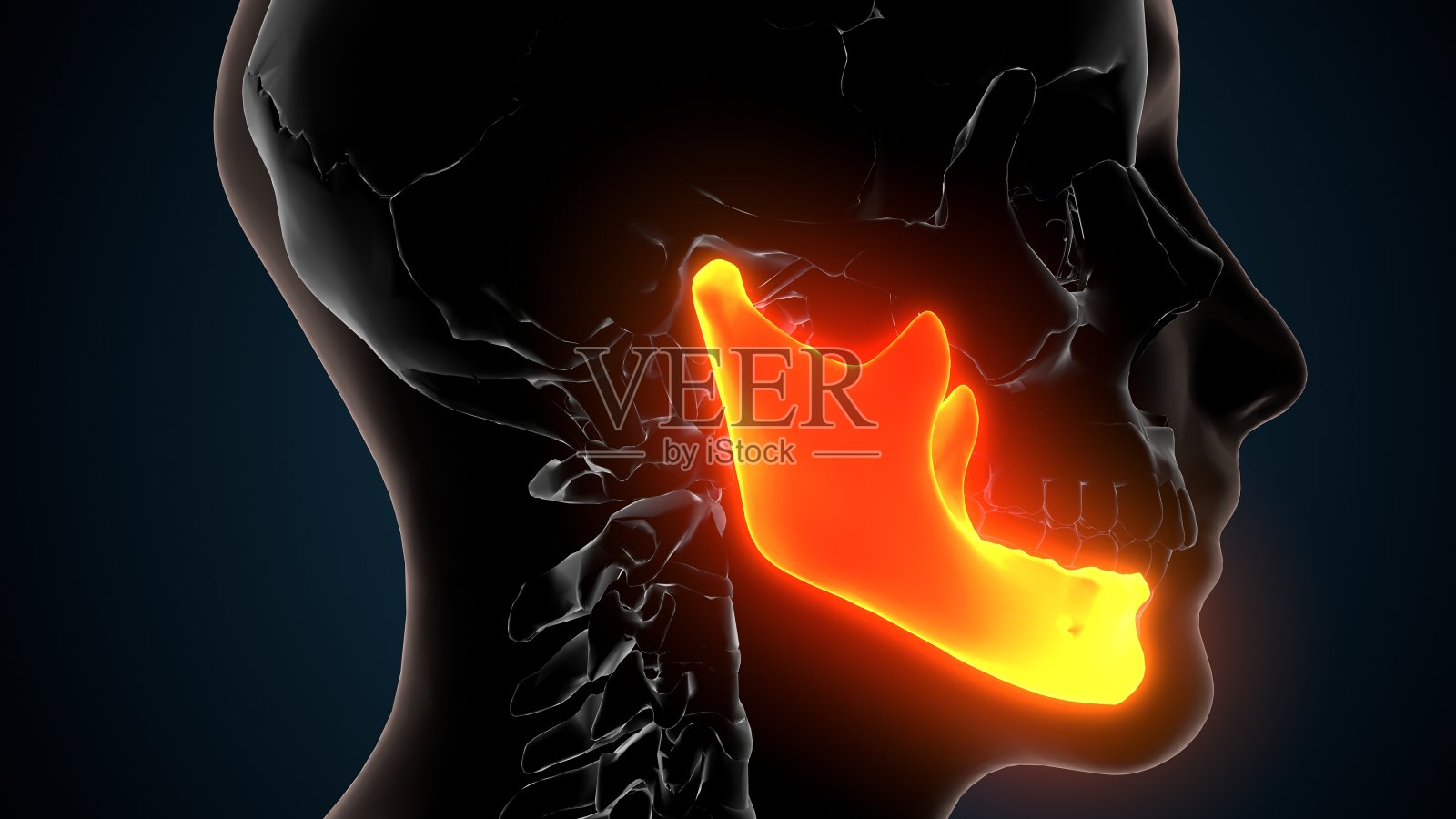 人体骨骼颅骨下颌骨解剖的3d插图照片摄影图片