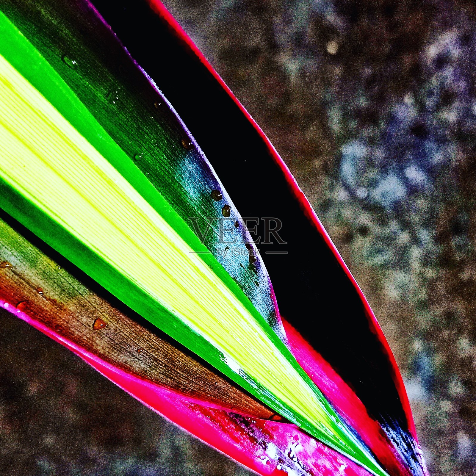 以自然为背景的五彩缤纷的叶子照片摄影图片