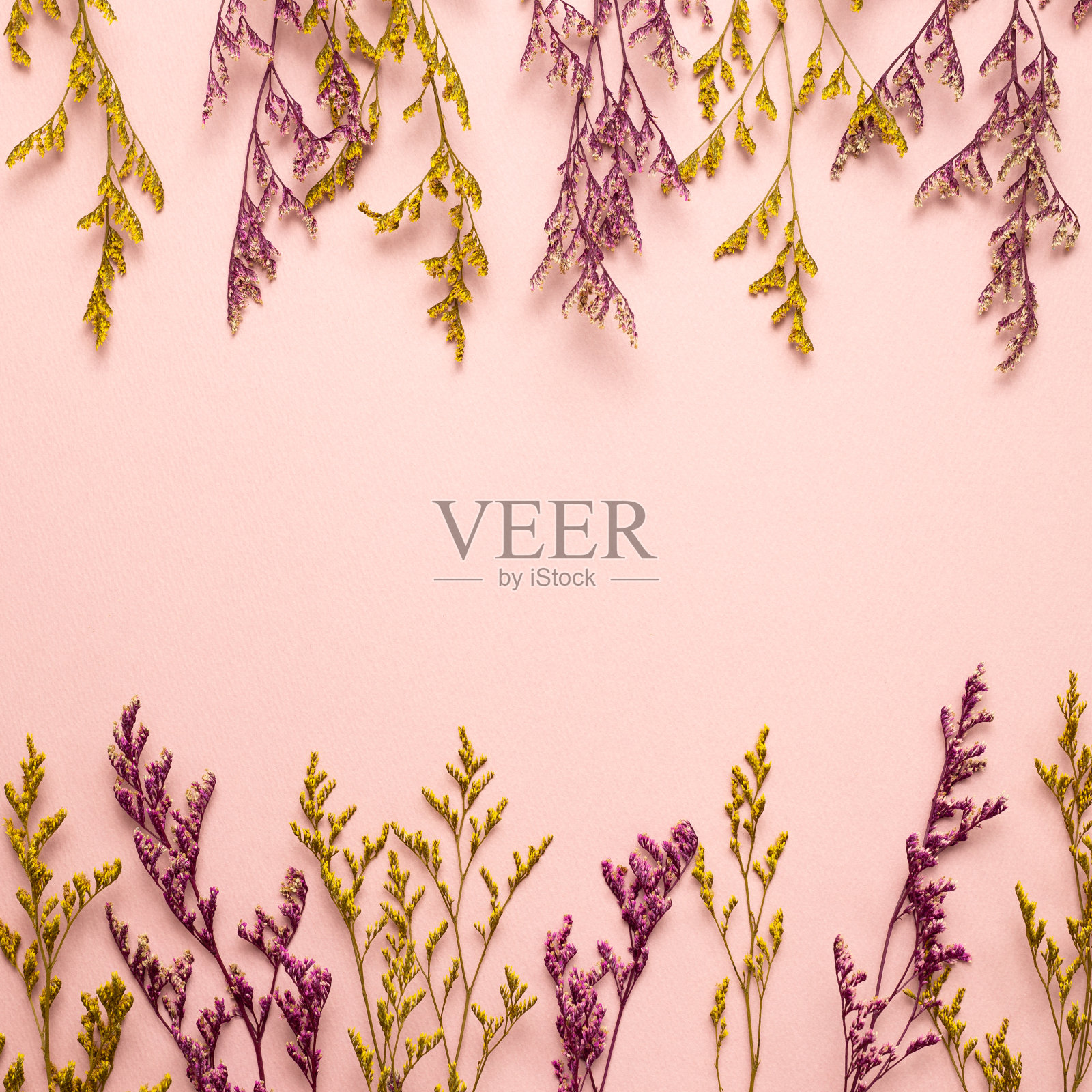 粉红色和黄色的雾蓝色干花在粉红色的背景上。平铺，俯视图，拷贝空间照片摄影图片