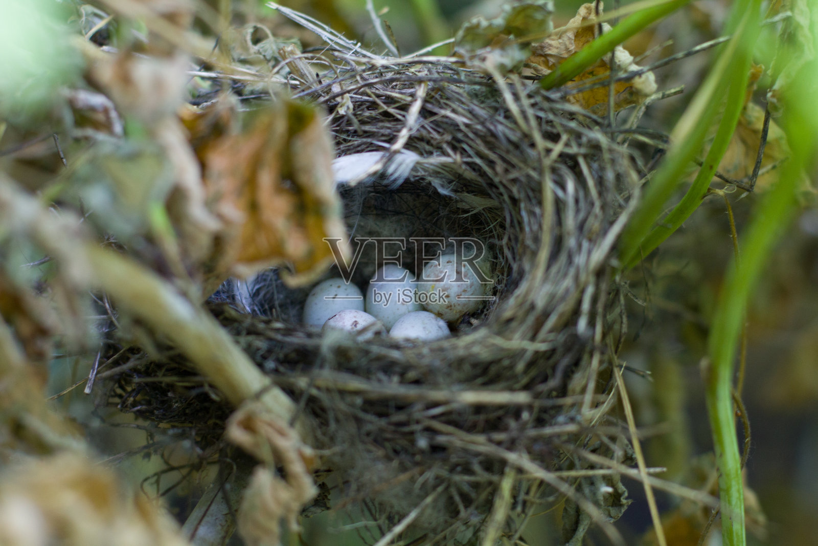 在覆盆子丛中产卵的鹪鹩窝。照片摄影图片