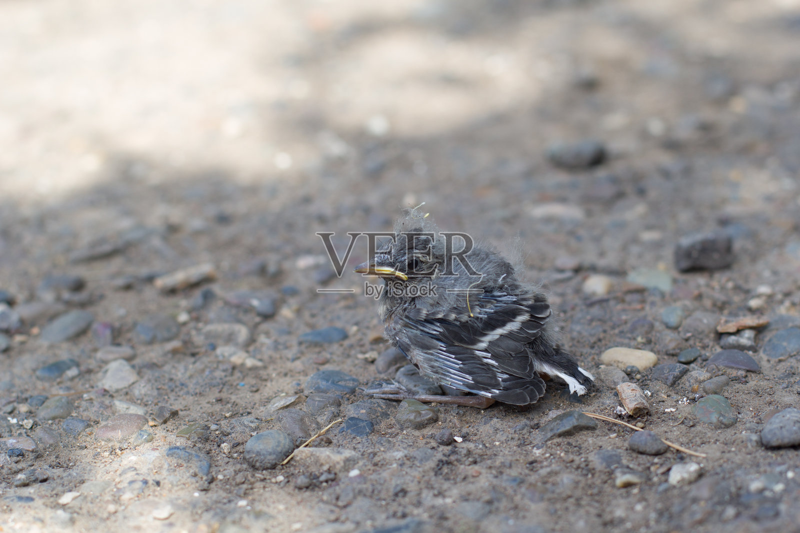 一只小鸡从窝里掉了出来。白色鹡鸰在路上。照片摄影图片