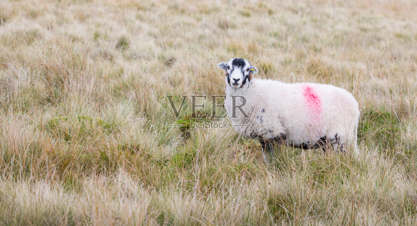 黑脸羊在英格兰东北部的荒原上吃草照片摄影图片