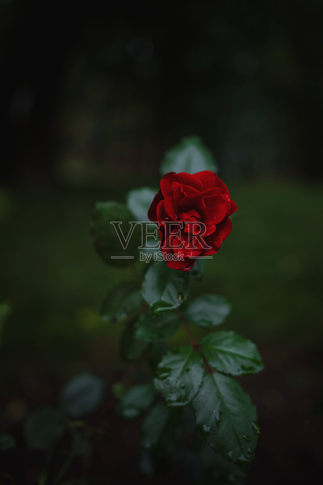 花园里美丽的玫瑰，情人节的玫瑰。照片摄影图片