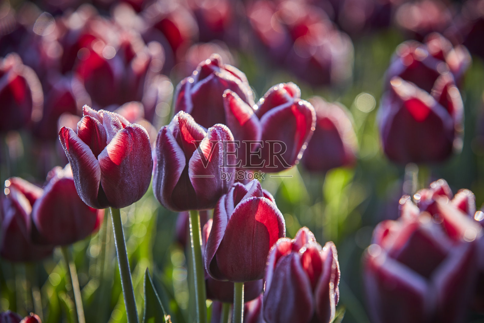粉红色的年轻的郁金香照片摄影图片