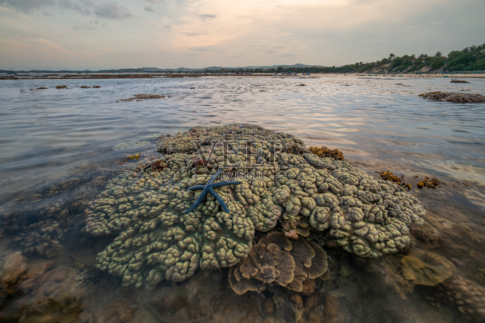 越南富颜省汉颜的珊瑚礁照片摄影图片