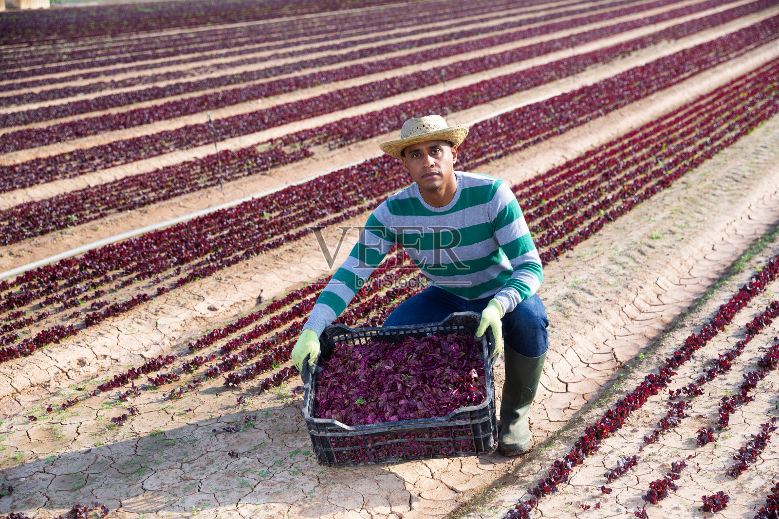男农民在田里采摘红色菠菜照片摄影图片