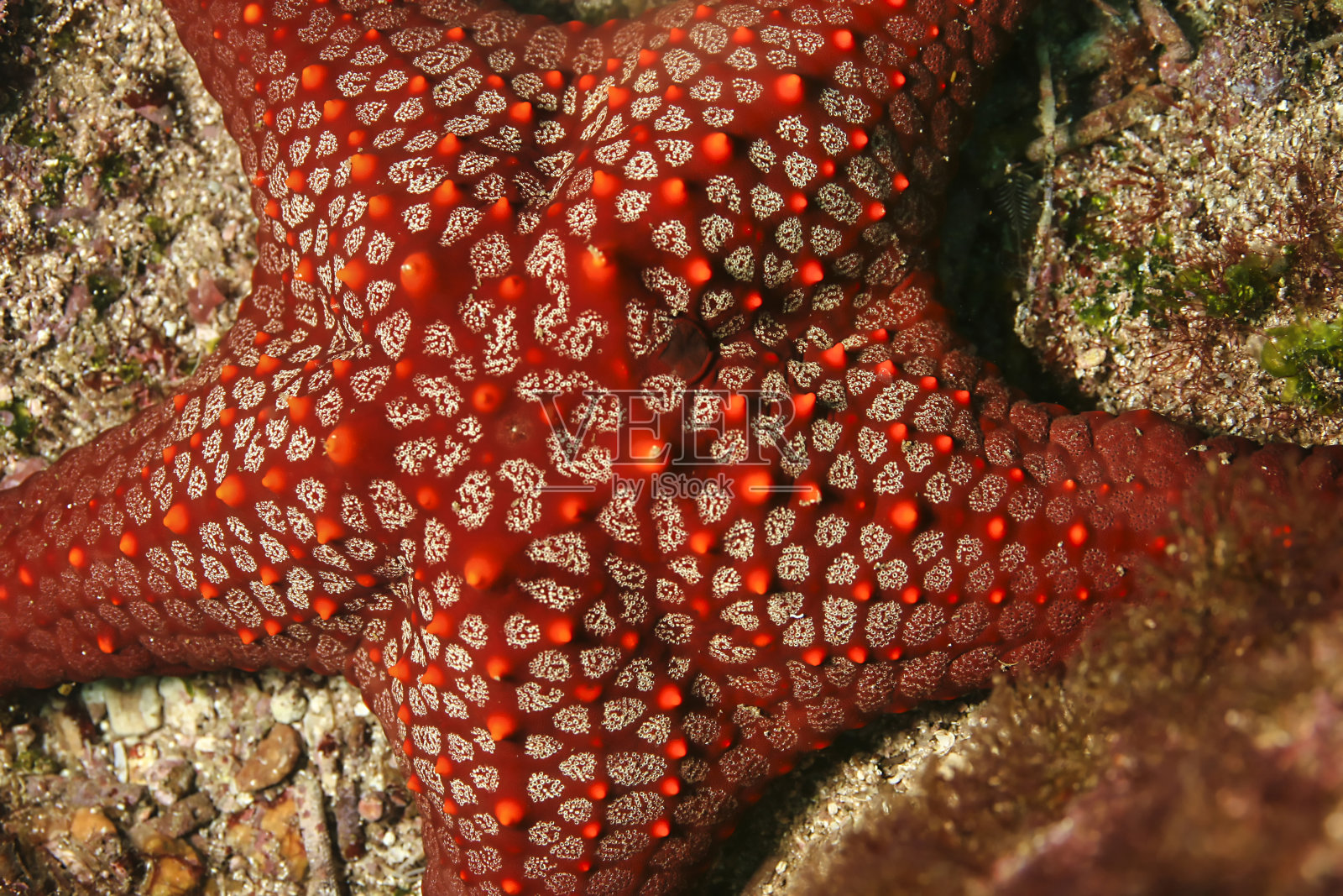 红海星，加拉帕戈斯国家公园，厄瓜多尔照片摄影图片