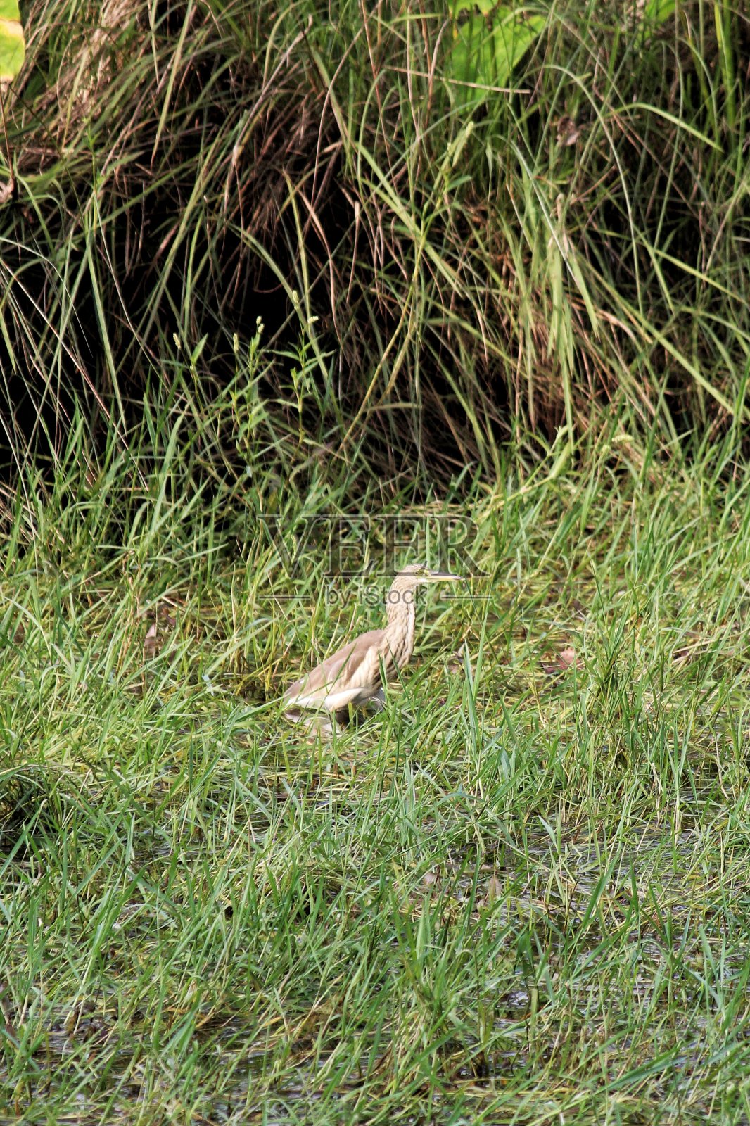 漫步在绿色的田野照片摄影图片