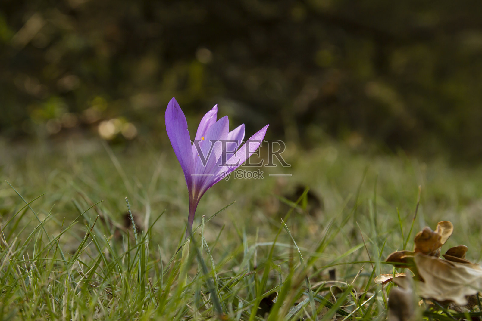 秋番红花紫花照片摄影图片
