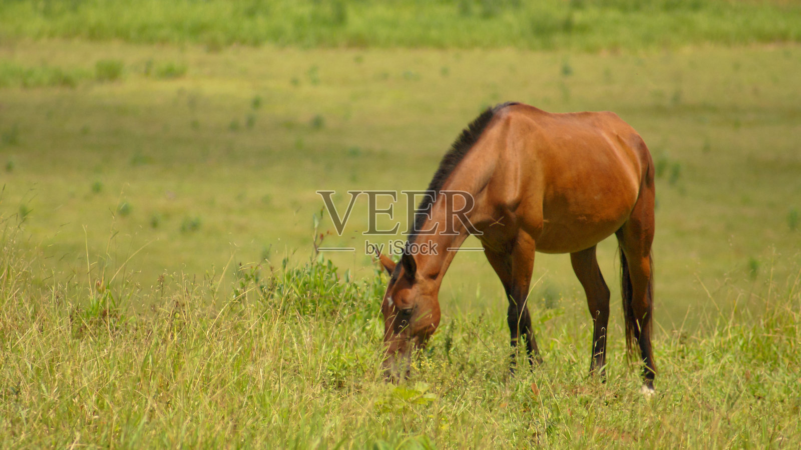 棕色的马照片摄影图片