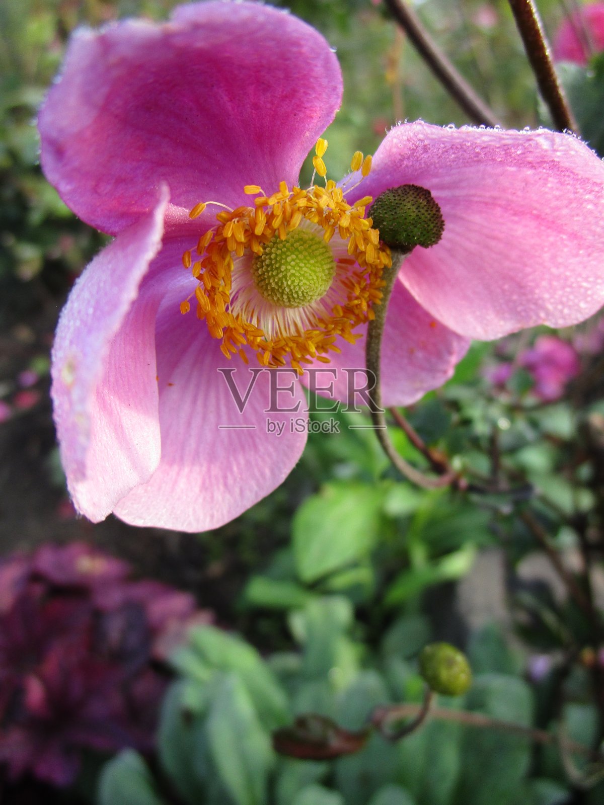 明亮的秋天粉红色日本银莲花风花节盛开2020照片摄影图片