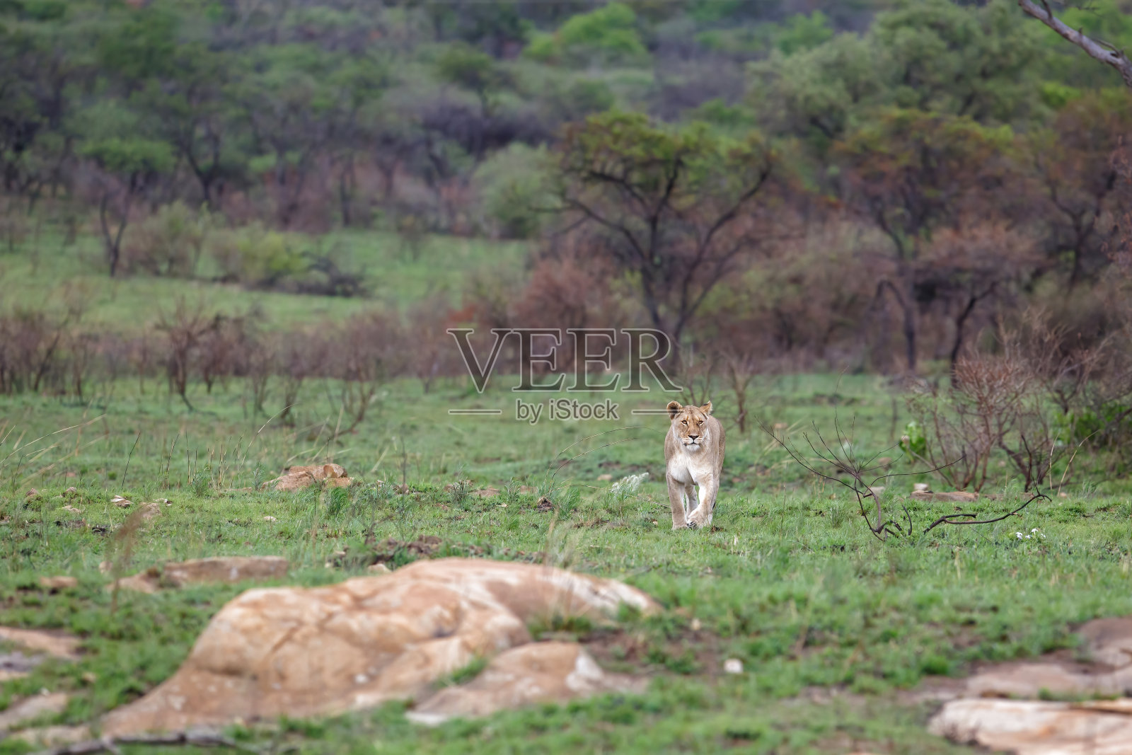 在南非狩猎的母狮照片摄影图片