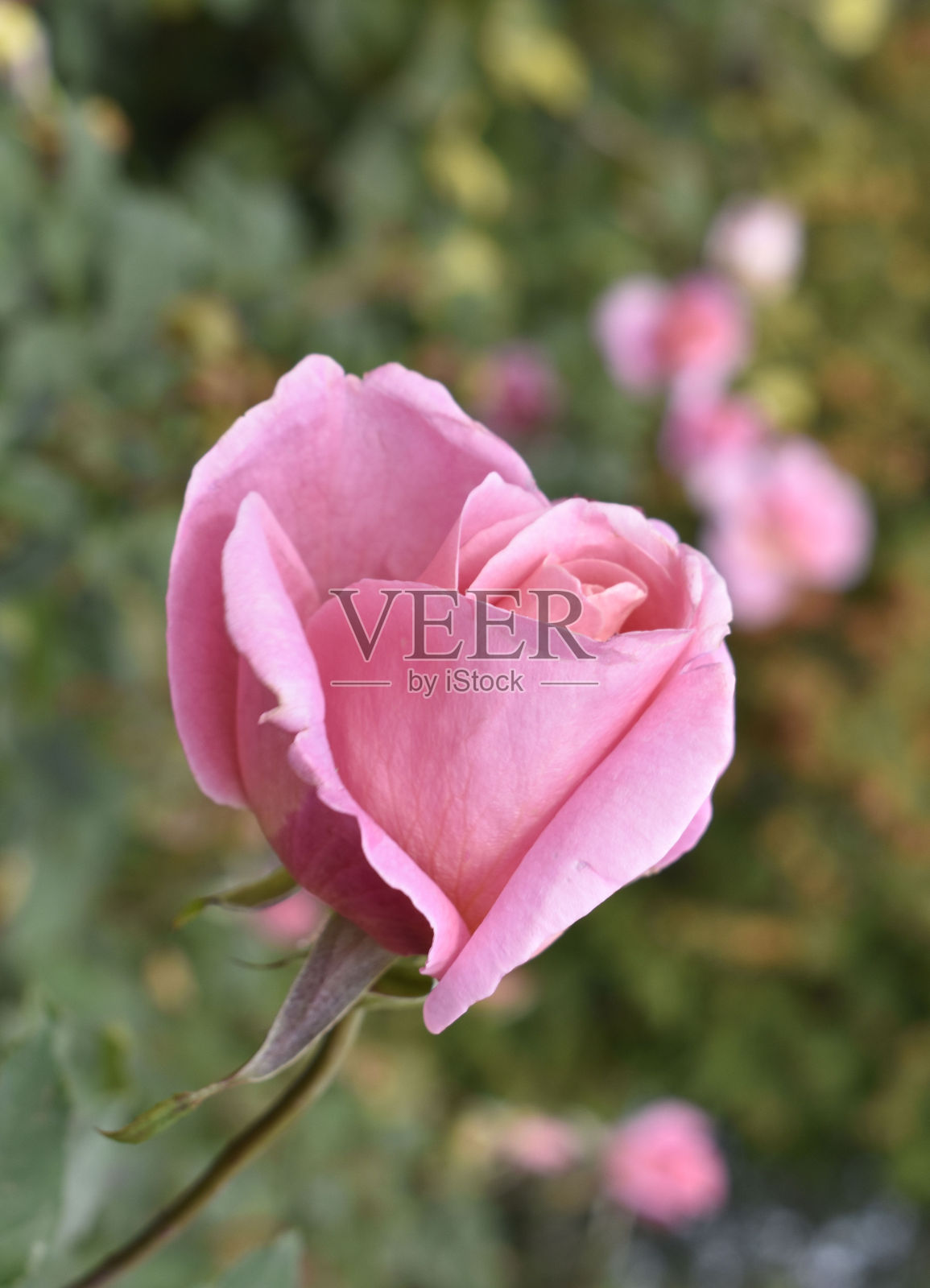 粉红色的玫瑰花蕾在秋天照片摄影图片