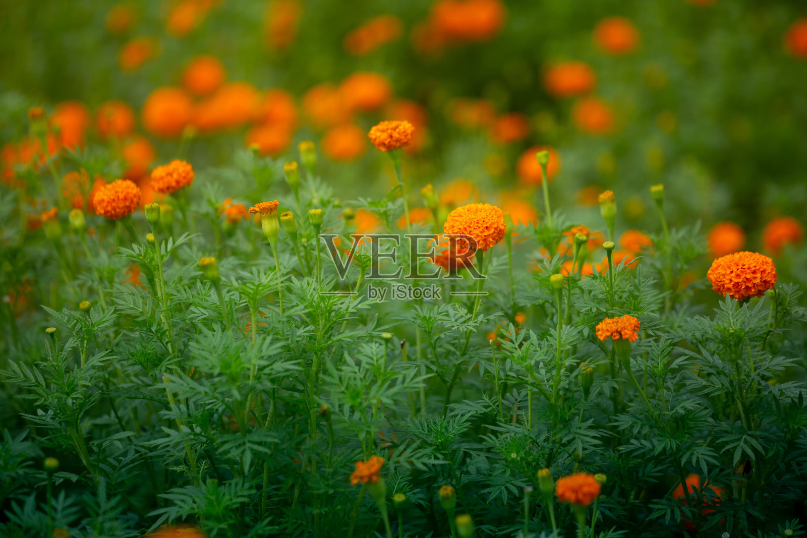 花园里盛开着美丽的橙色万寿菊。橙色绿色花朵背景。照片摄影图片