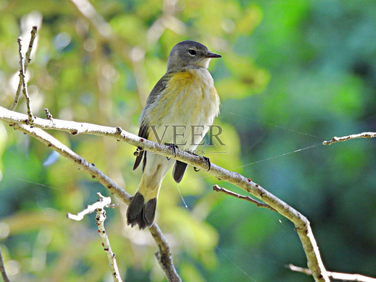 栖息在树上的美洲雌红尾鸲(红尾鸲)照片摄影图片