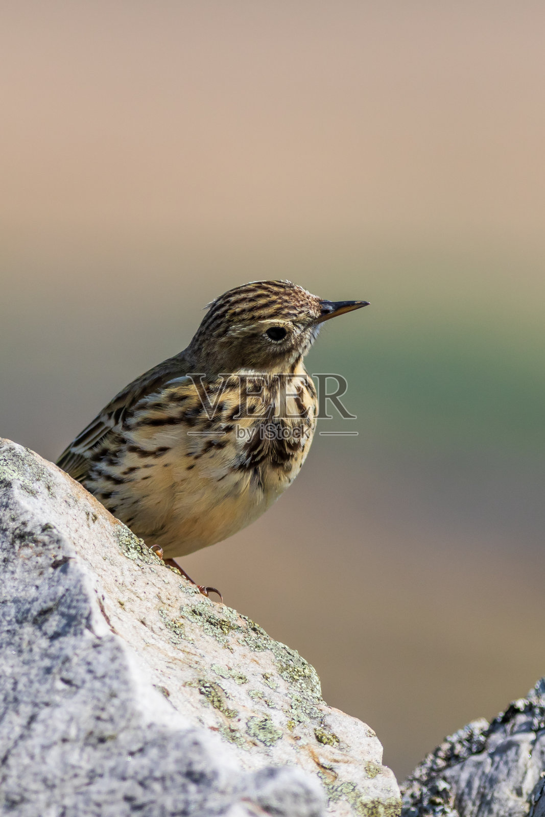 草地鹳照片摄影图片