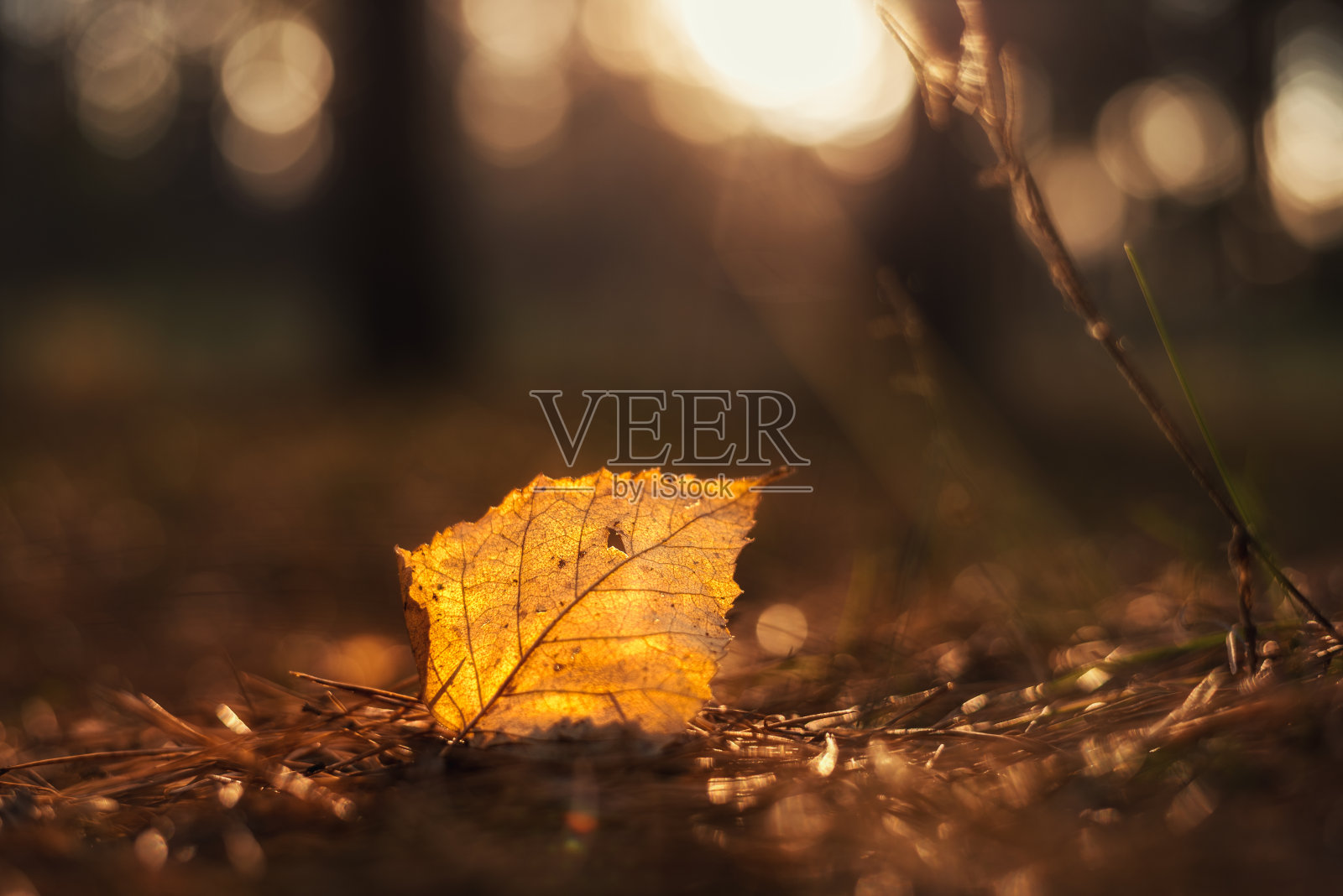 夕阳下的黄叶照片摄影图片