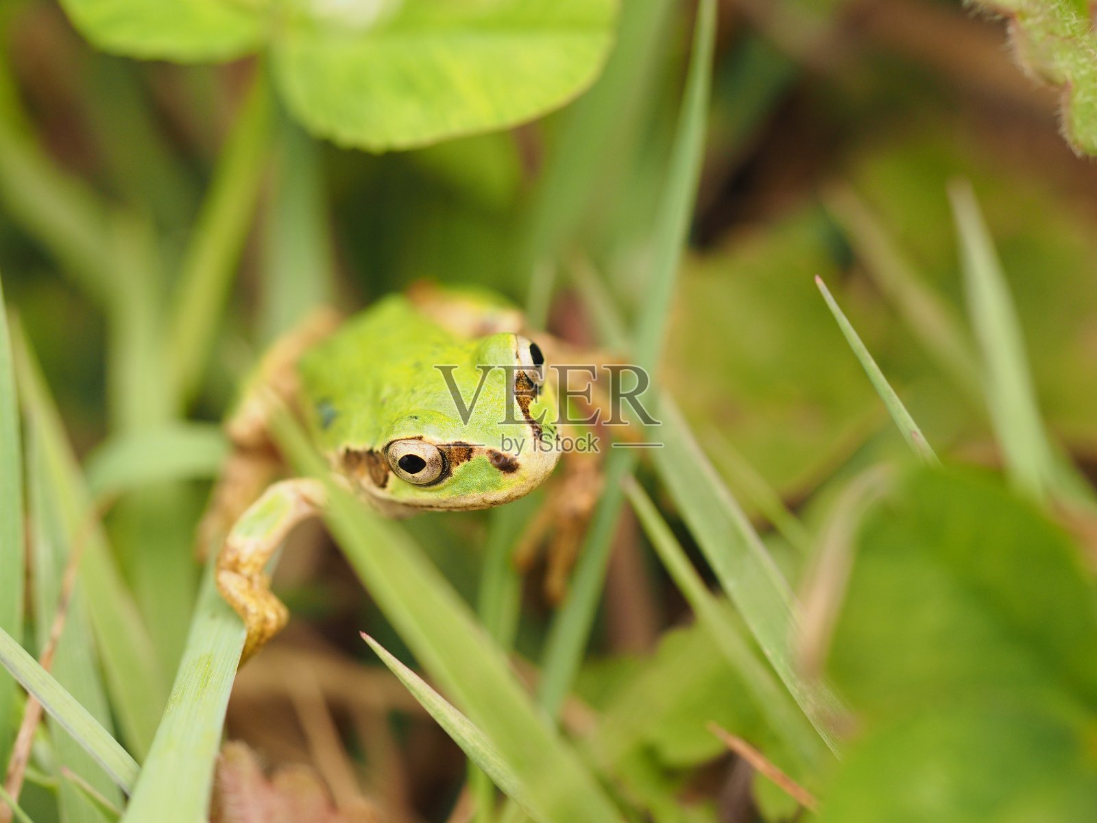 树蛙在绿色的草地上，近处。照片摄影图片