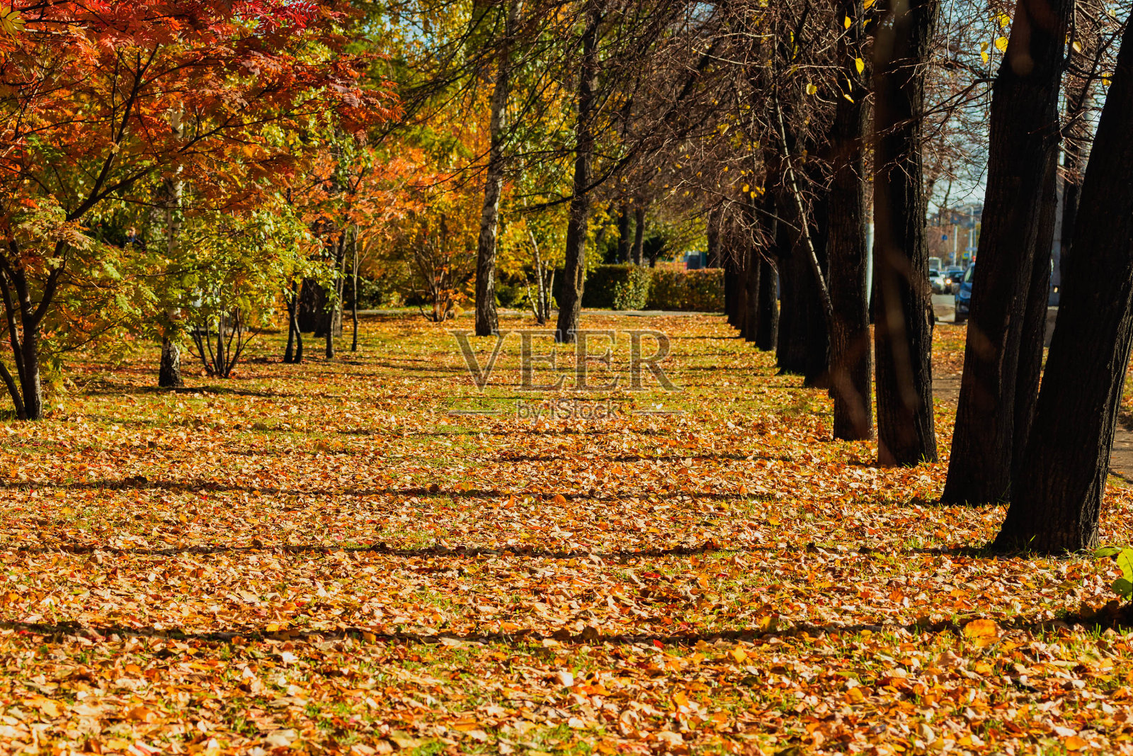 公园里有树，地上有秋天的落叶。照片摄影图片