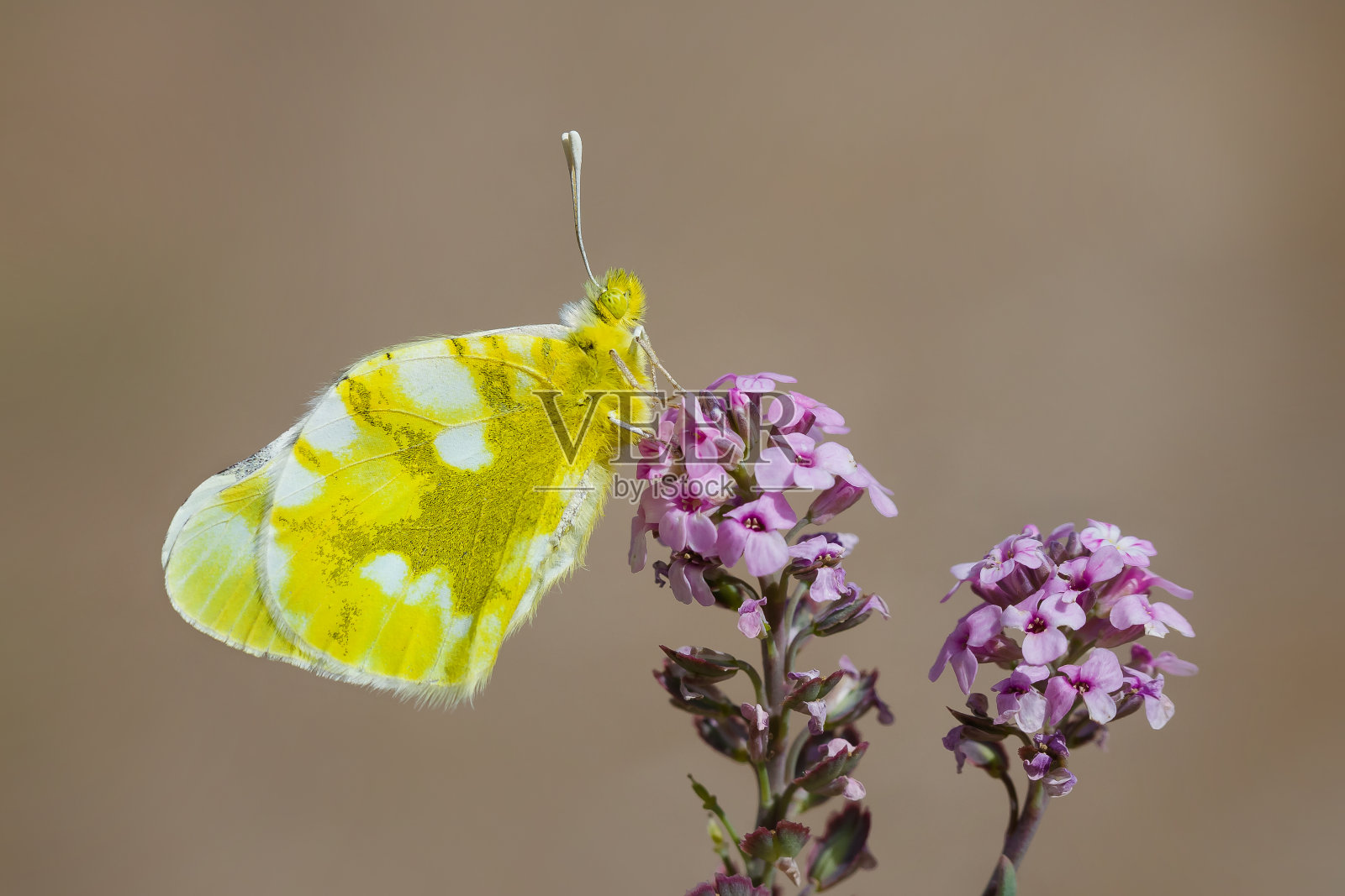 蝴蝶照片摄影图片