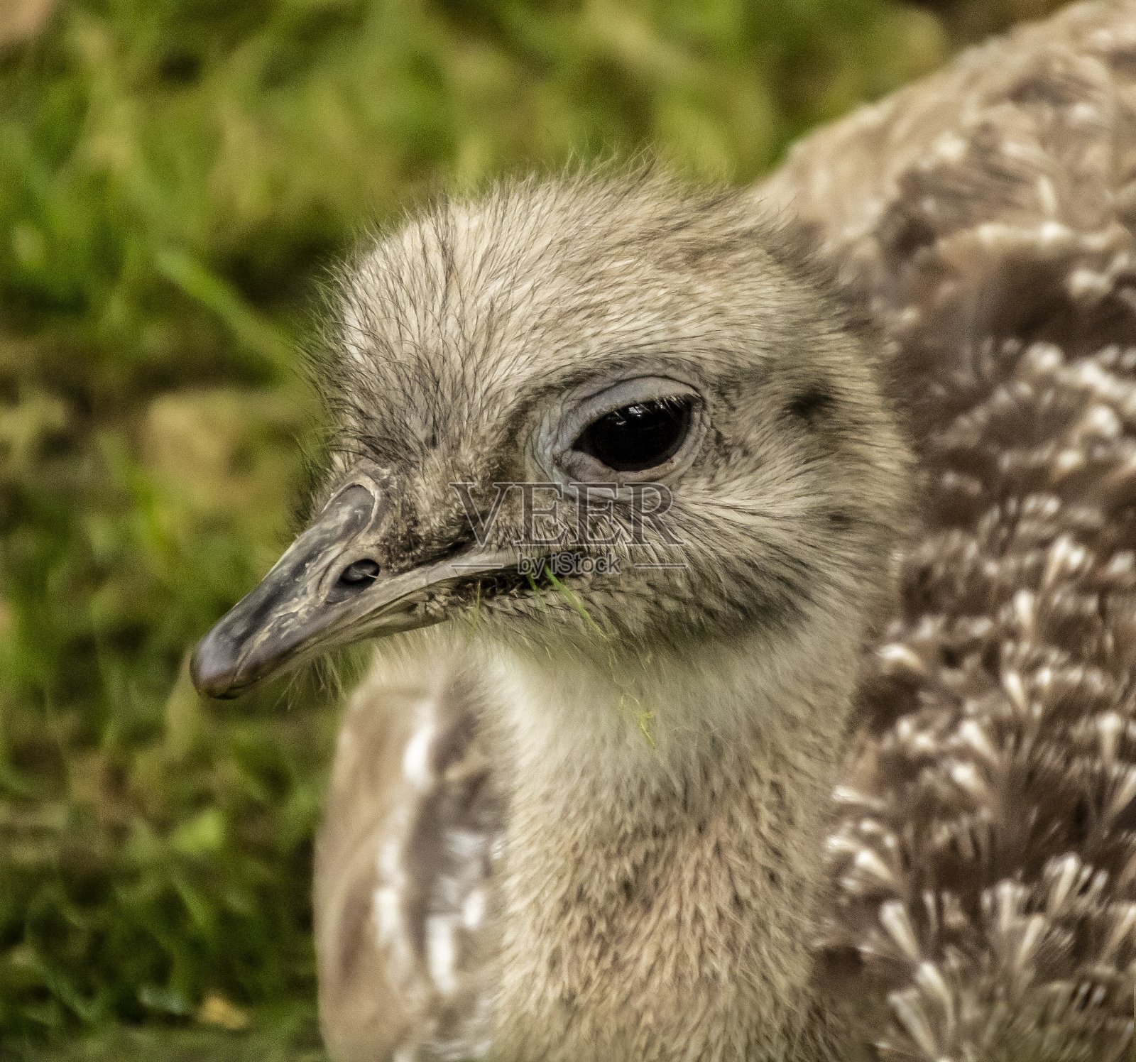 鸵鸟。照片摄影图片