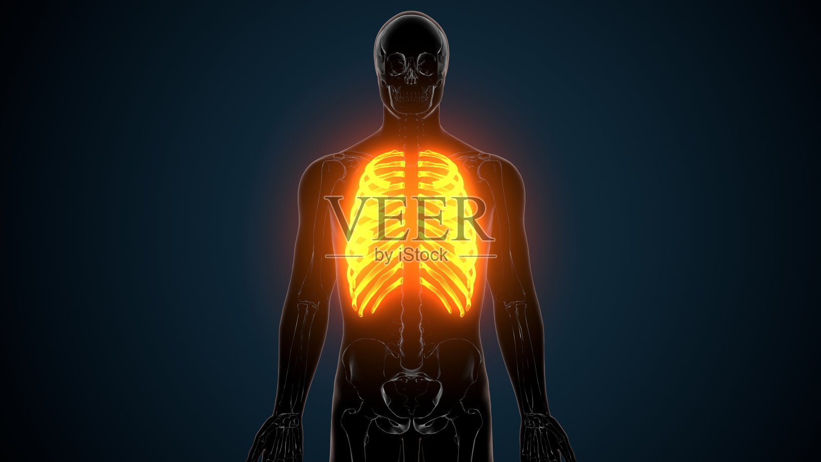 人体骨骼解剖的三维插图肋骨照片摄影图片