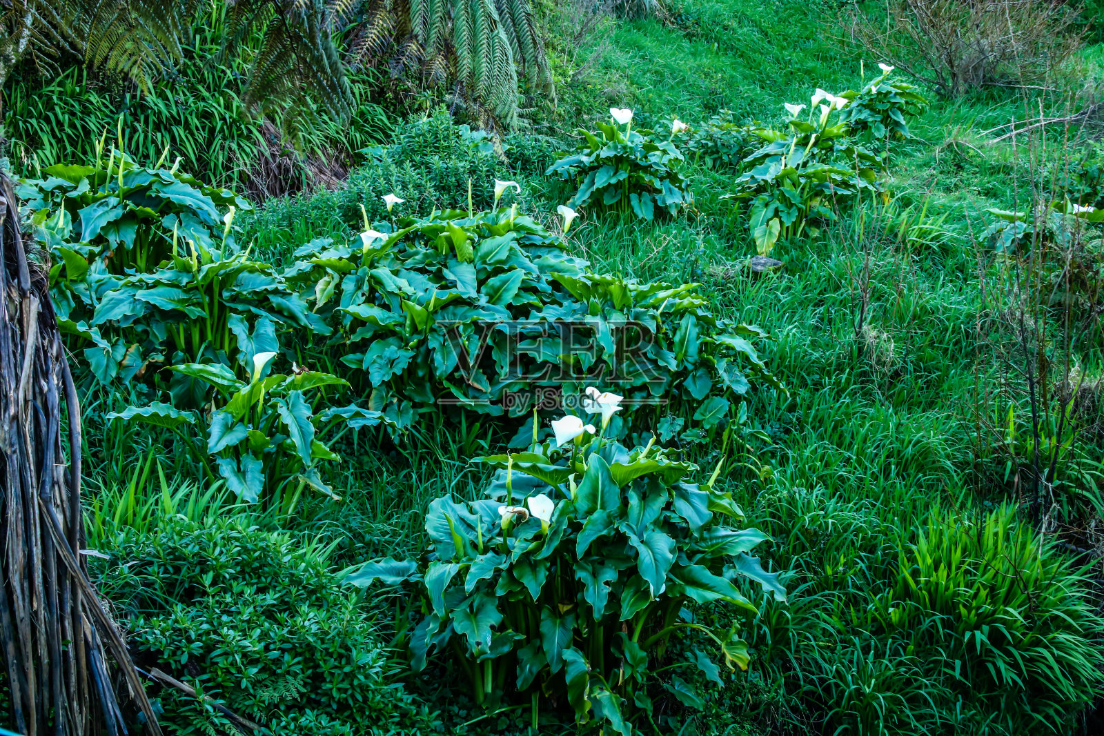塔拉那基的乡村，新西兰照片摄影图片