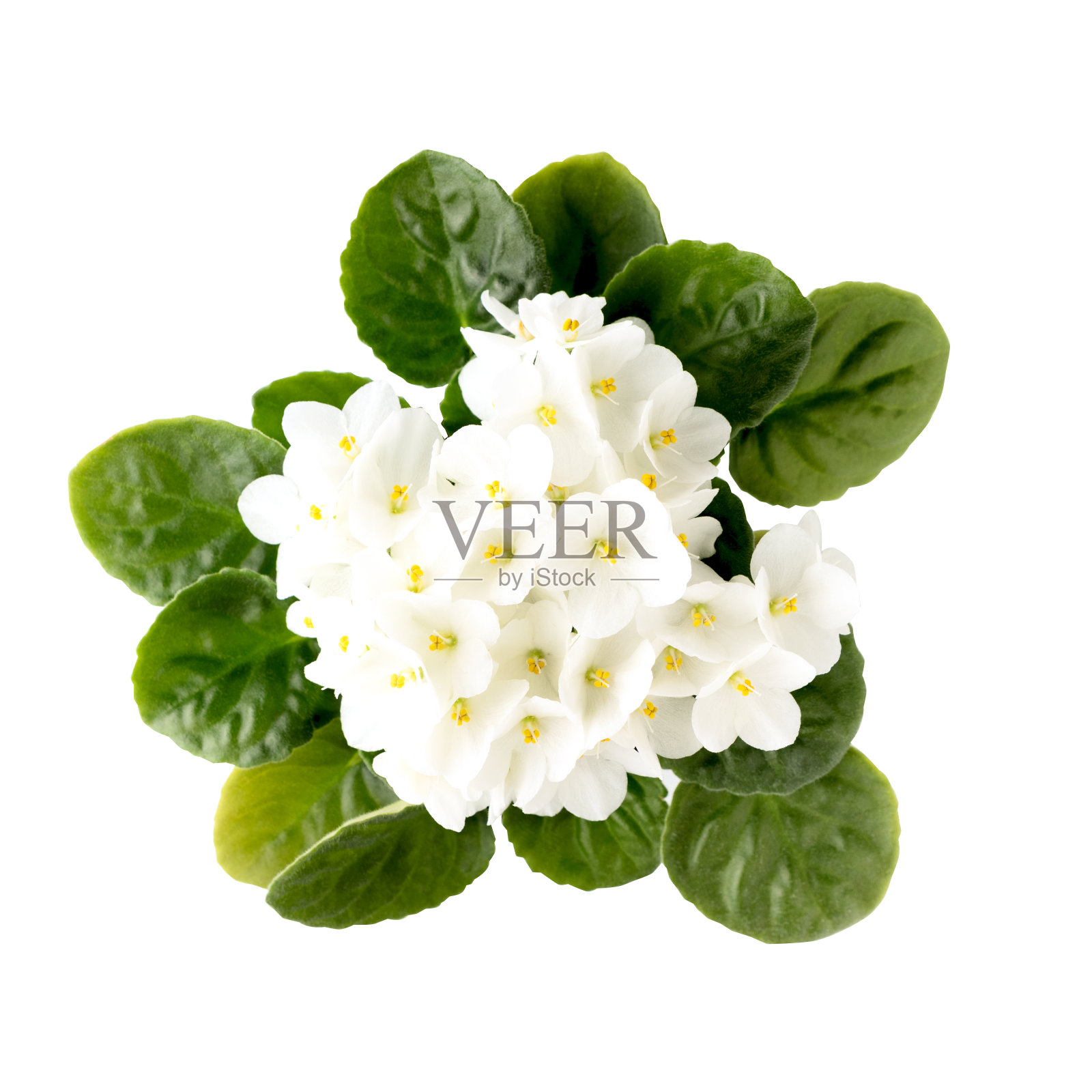 白色紫罗兰花孤立在白色背景上。前视图。剪切路径照片摄影图片