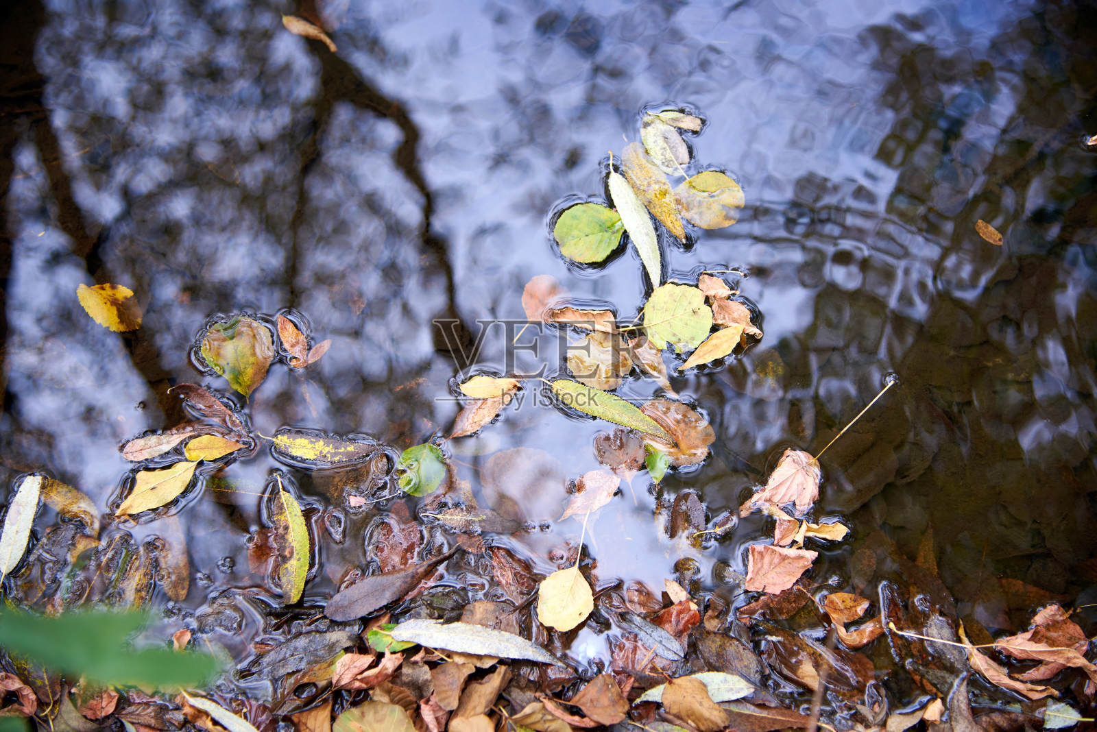 秋天，黄叶漂浮在江面上。照片摄影图片