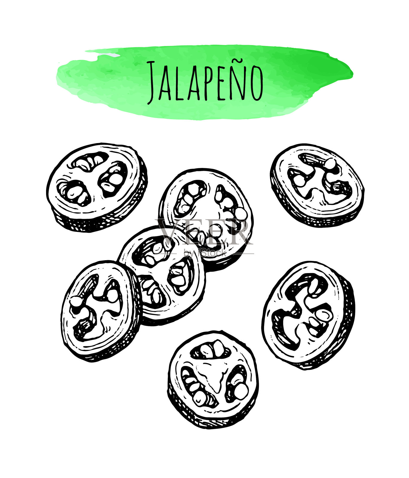 墨水素描jalape o插画图片素材