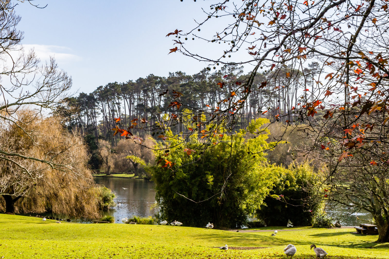 鸭子、小鸟、天鹅和鹅在池塘里和周围嬉戏。西泉鸭池，奥克兰，新西兰照片摄影图片