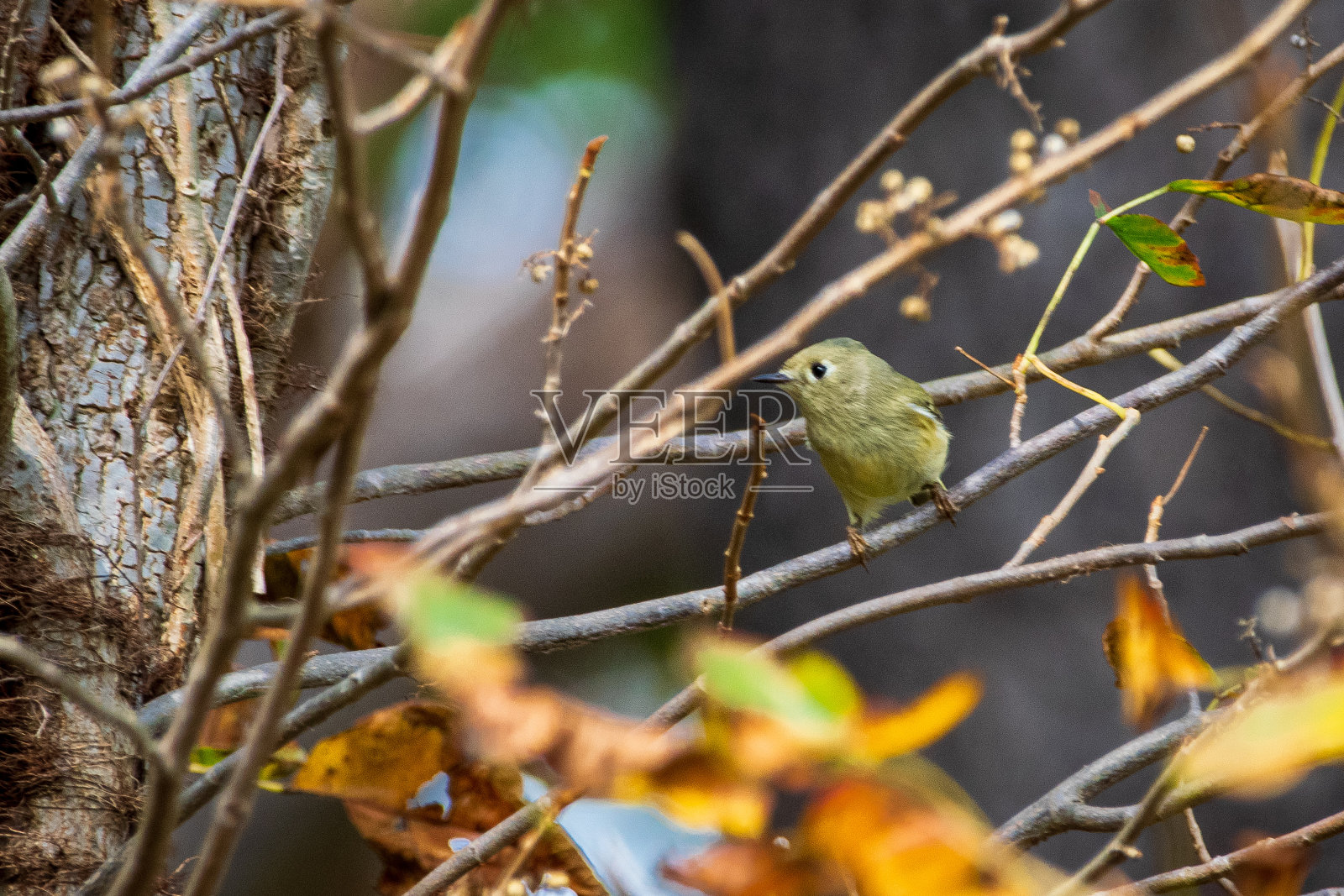 小王栖息在树枝上照片摄影图片