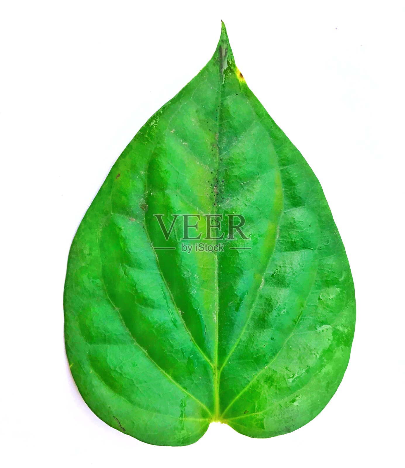 嚼用的槟榔叶照片摄影图片