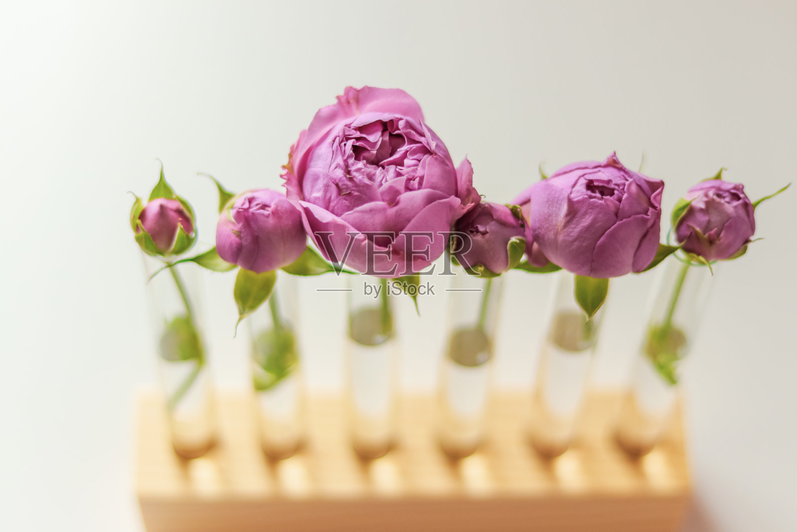 紫色的玫瑰花蕾放在白色背景的木架上的玻璃试管里照片摄影图片