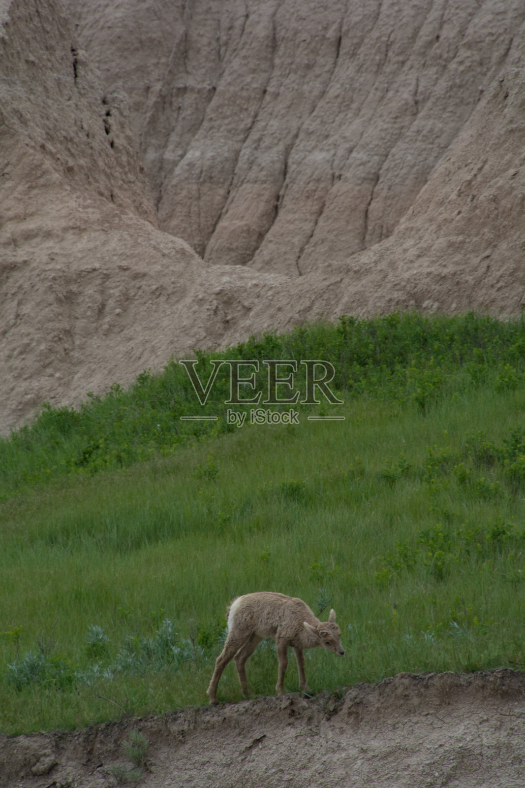 不毛之地的大角羊照片摄影图片
