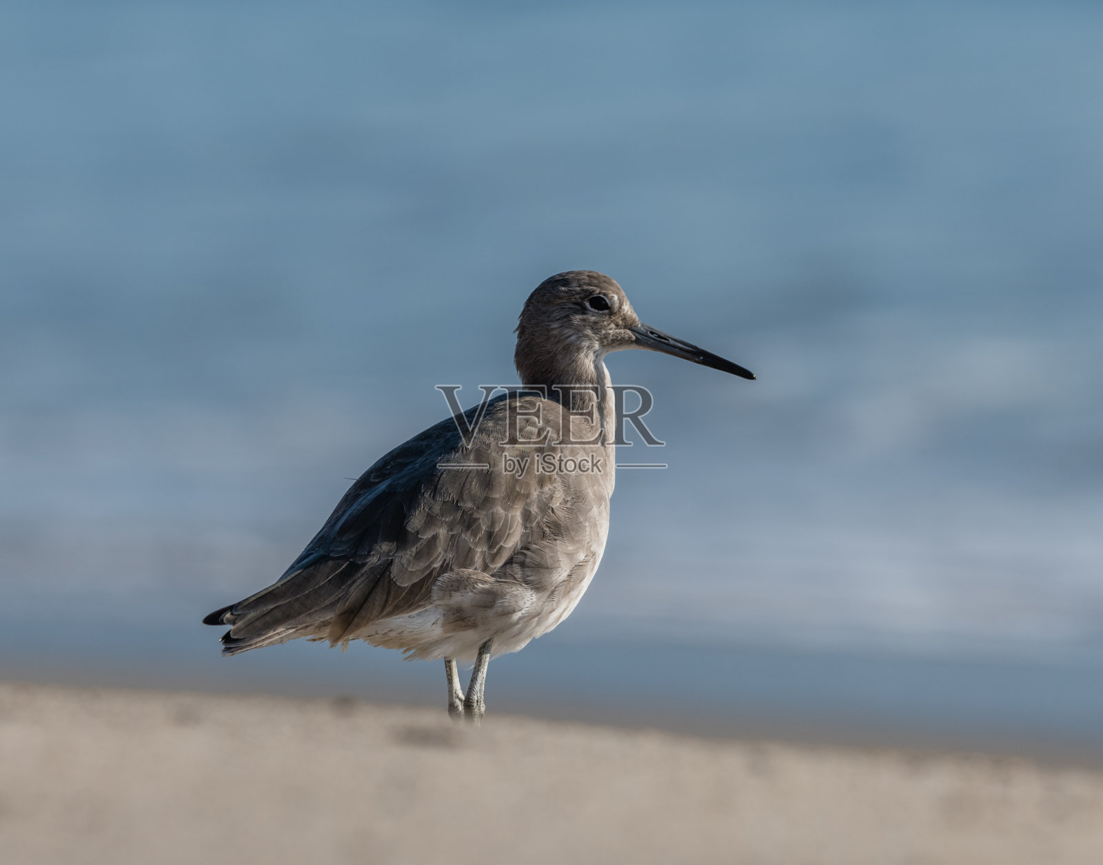 一个鹬鸟的肖像在太平洋海岸附近的木谷点，南加州照片摄影图片