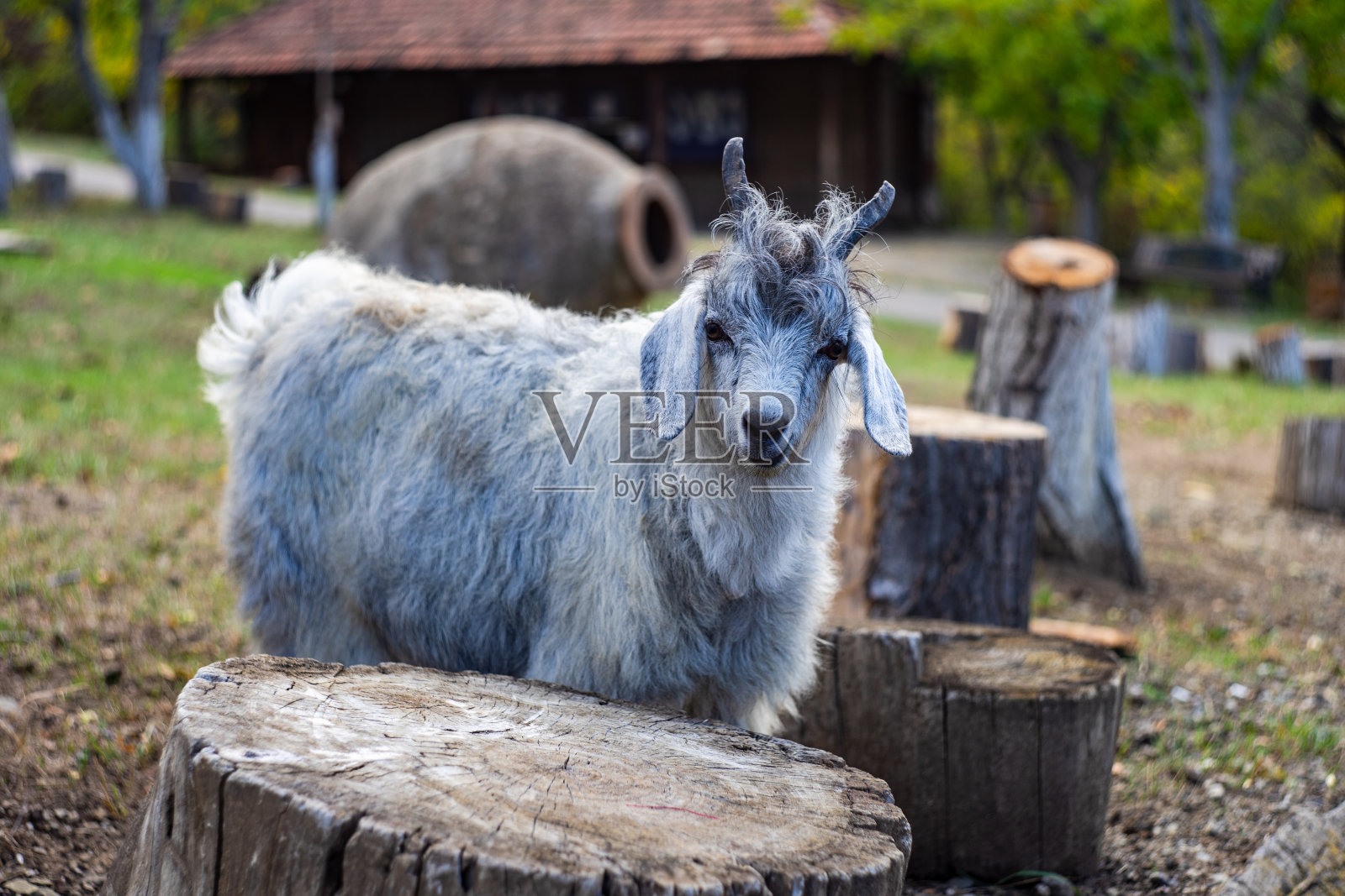 可爱的山羊户外照片摄影图片