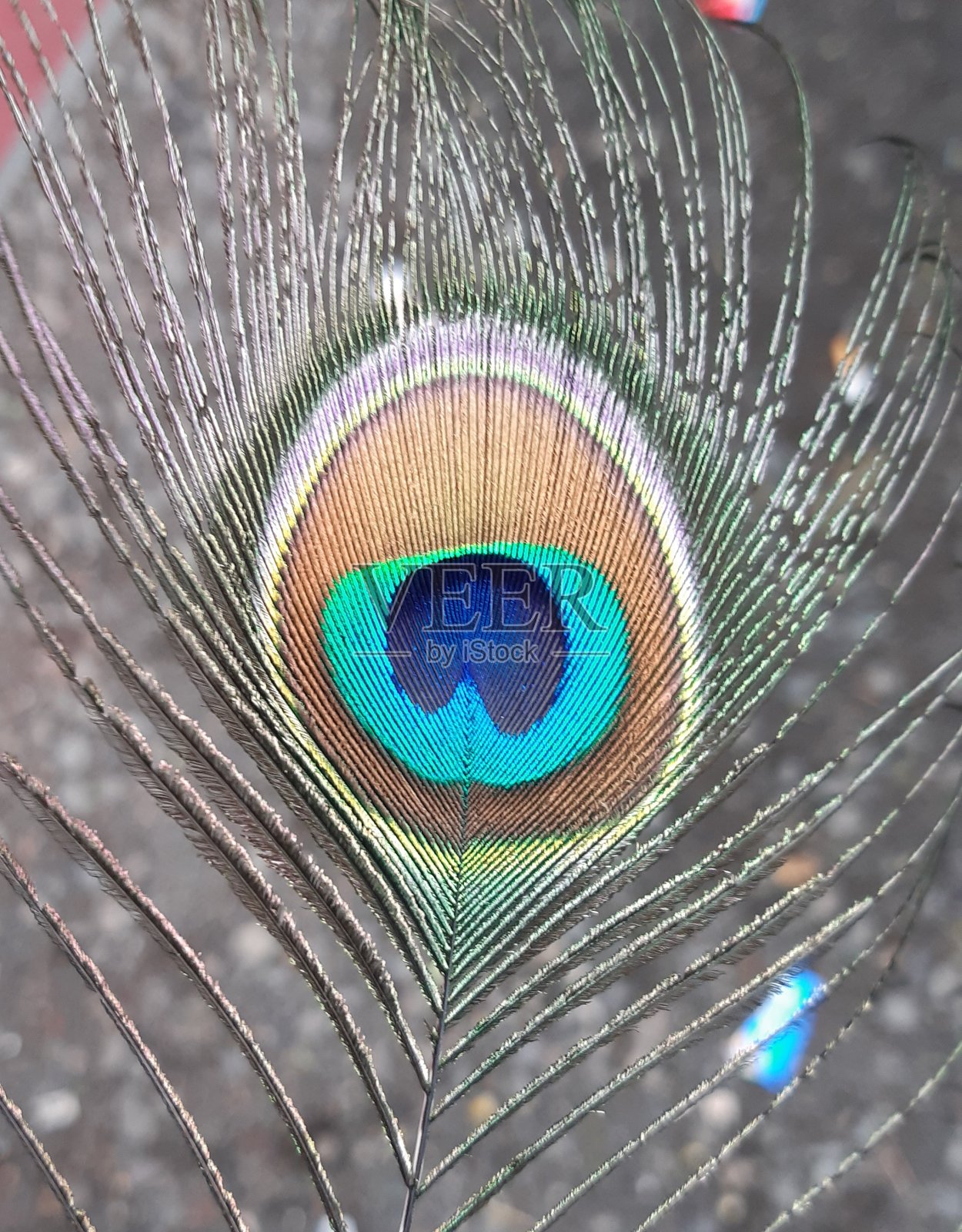 孔雀羽毛照片摄影图片