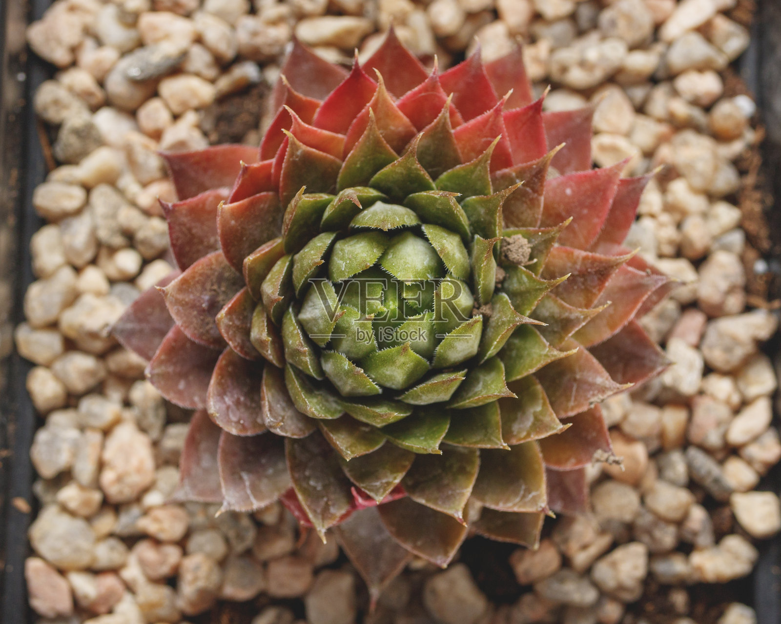 在一个装满小石子的罐子里俯瞰永生照片摄影图片