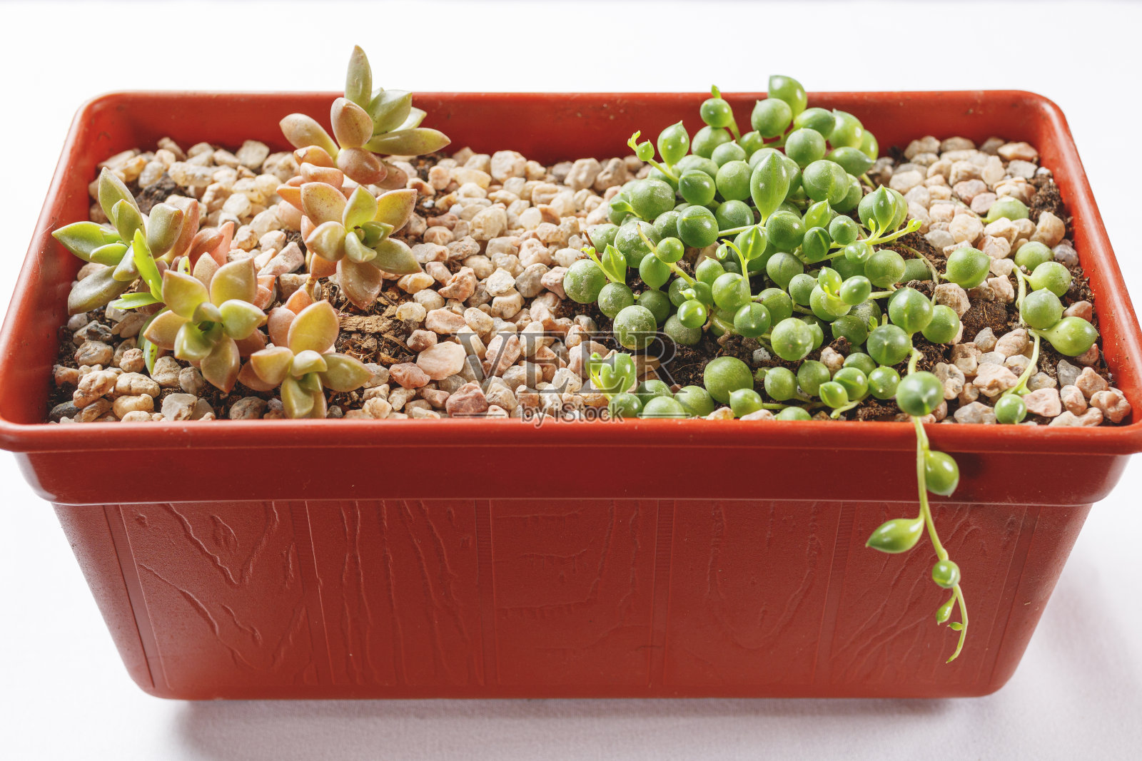 顶视图的anacamseros和ragwort植物在一个红色的锅在一个白色的背景照片摄影图片