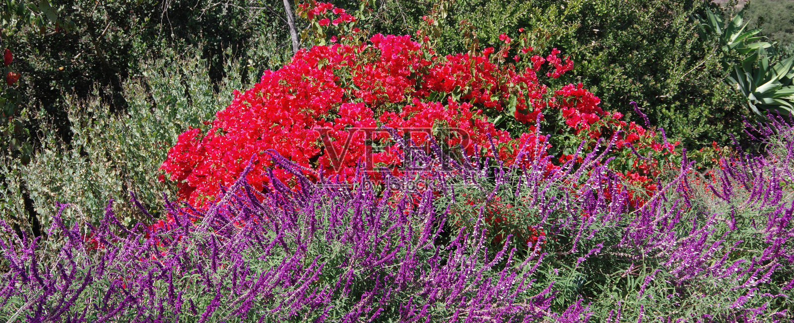 彩色全景照片摄影图片