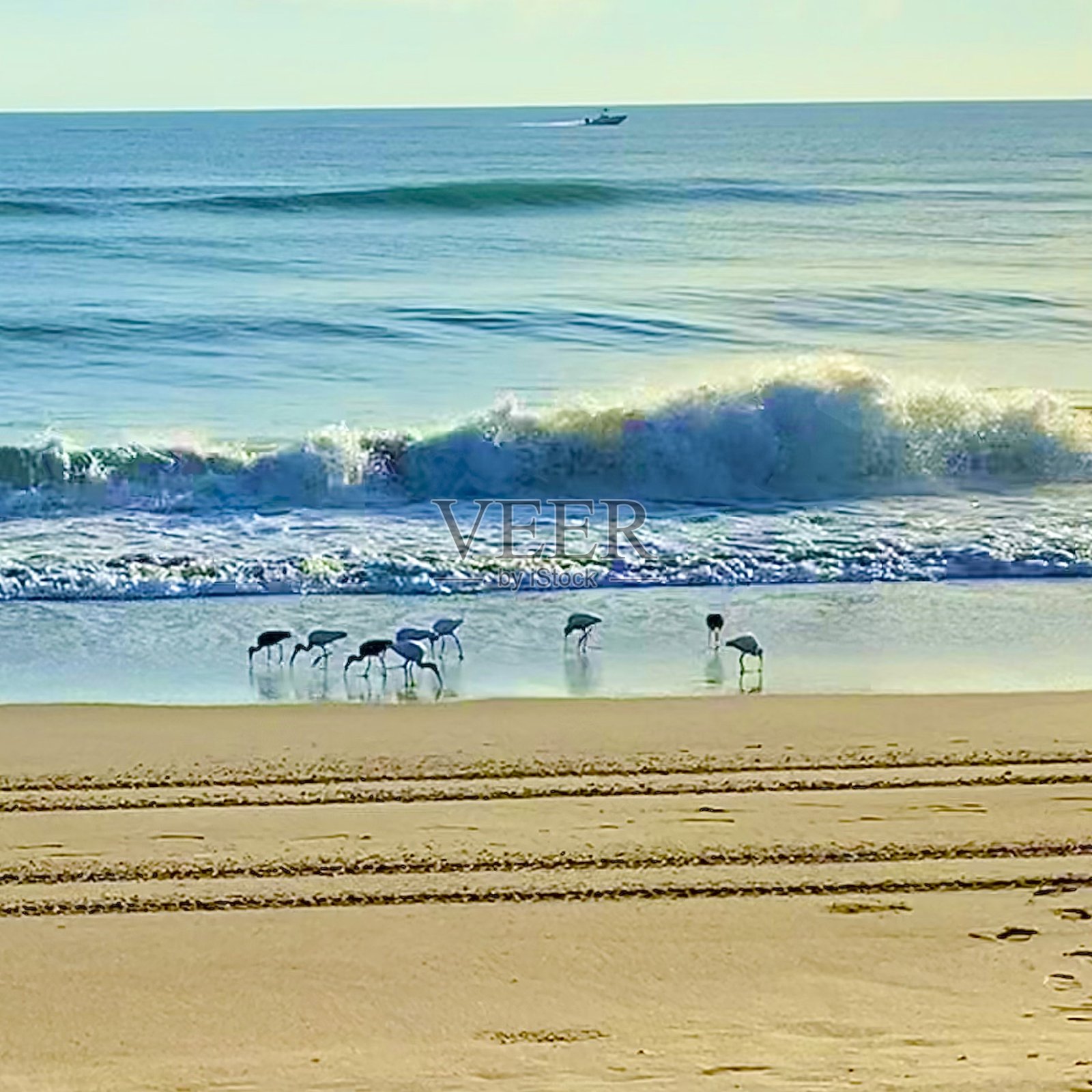 朱鹮在海滩上照片摄影图片