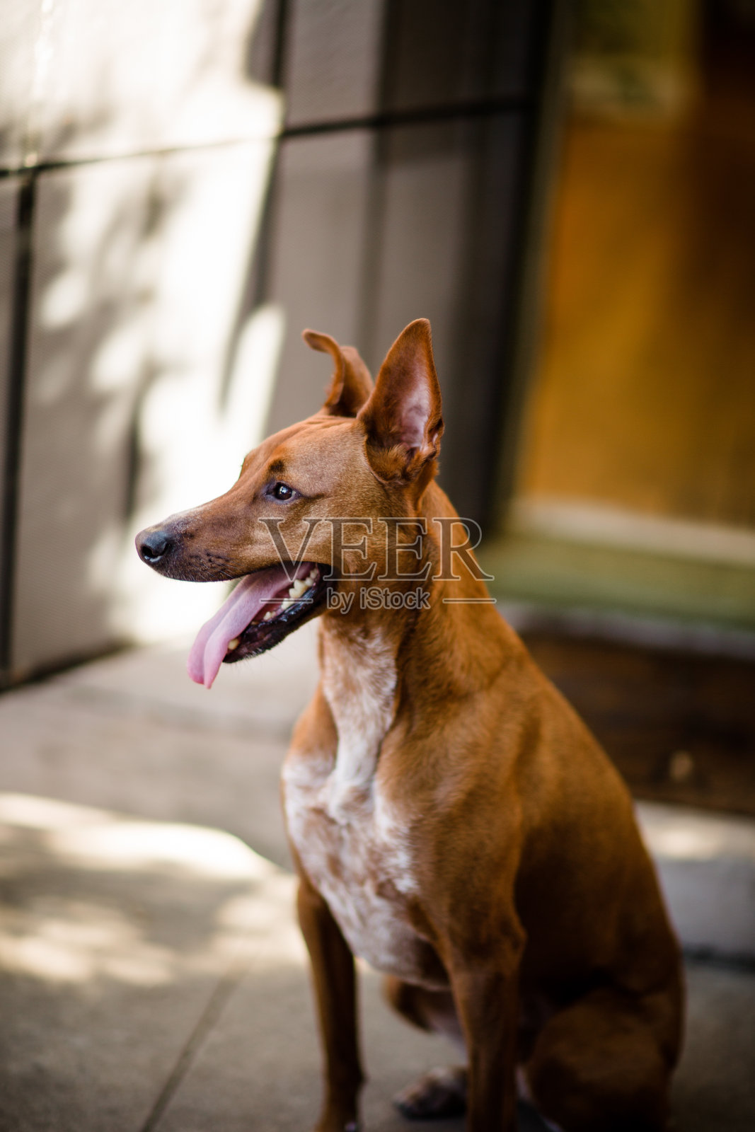 圣地亚哥的红狗松鼠观察照片摄影图片