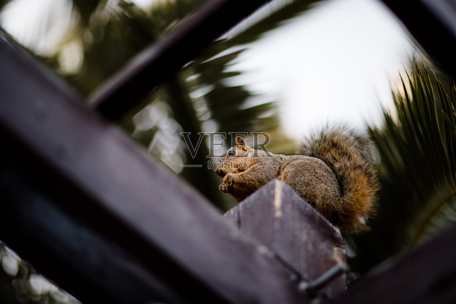 栖息在圣地亚哥藤架上的松鼠正在吃坚果照片摄影图片