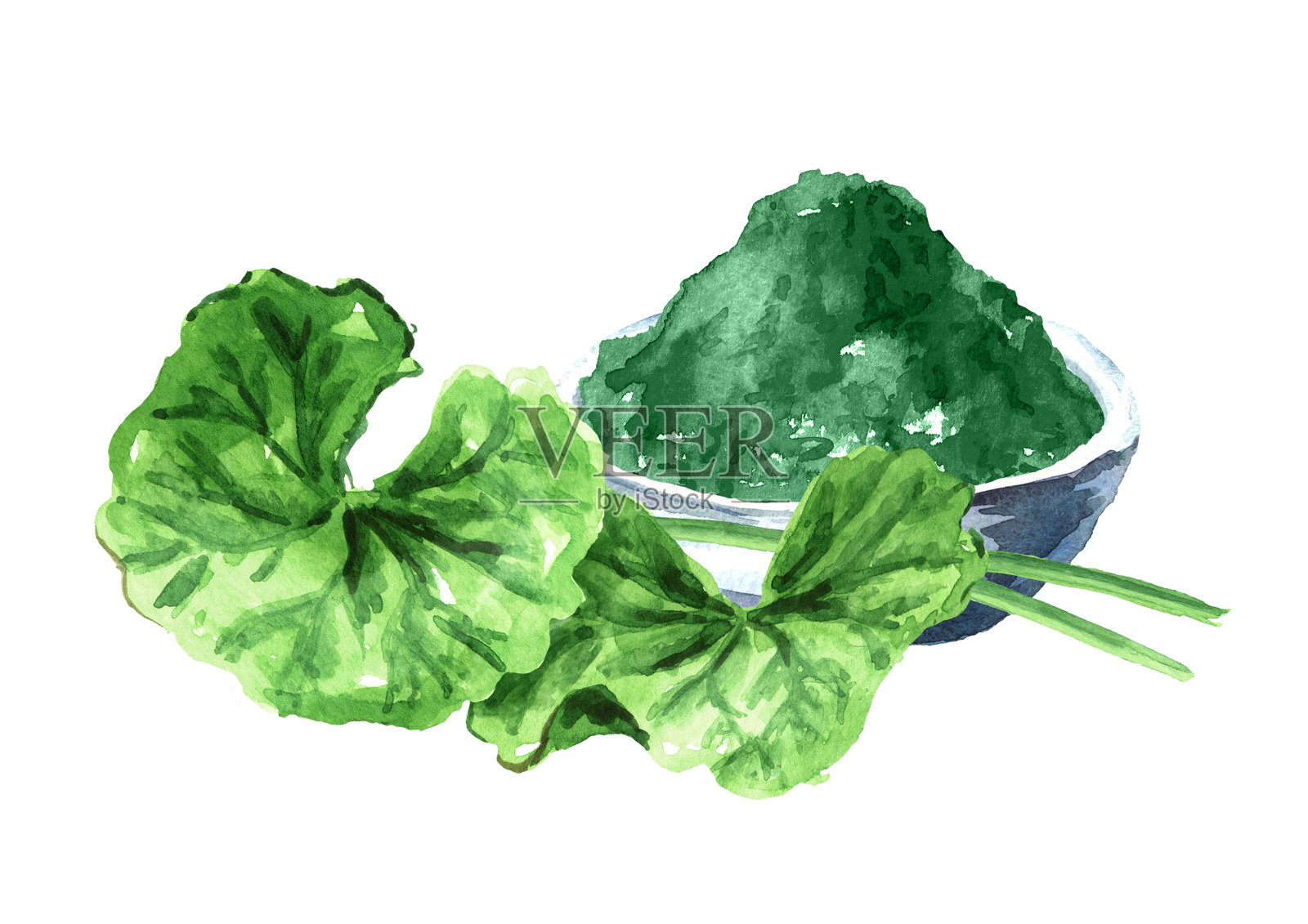 亚洲植物可拉叶及粉末，积雪草，中草药。水彩手绘插图孤立的白色背景插画图片素材